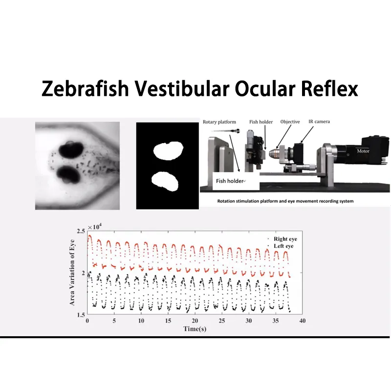 Zebrafisk Vestibulære Ocular Reflex Test System